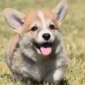 FmCorgi