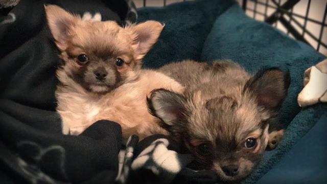 Meet Harry & Barney, My New Chihuahua Puppies!