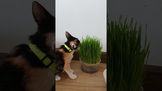 Kitty eating wheat sprout