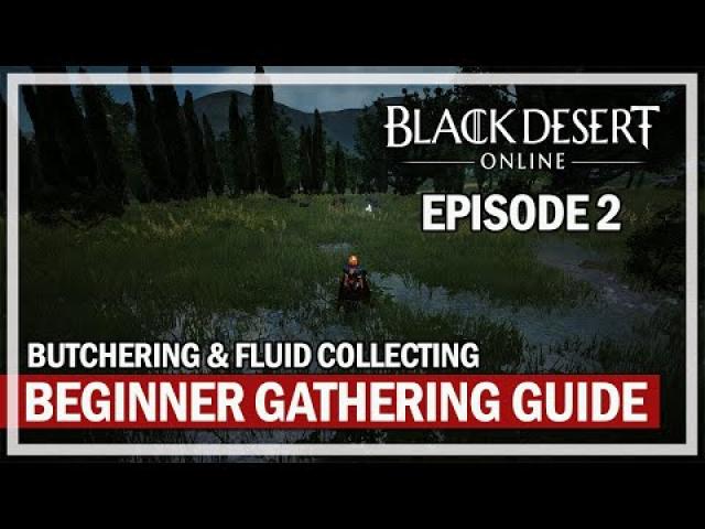 BUTCHERING & FLUID COLLECTING - Beginner Gathering Lifeskill Guide 2022 - Episode 2 | Black Desert