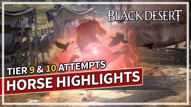 Tier 9 & 10 Horse Attempts Highlights - August 2023 | Black Desert