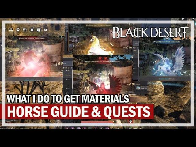 My Beginner Horse Guide - How to get a T9 & T10 | Black Desert