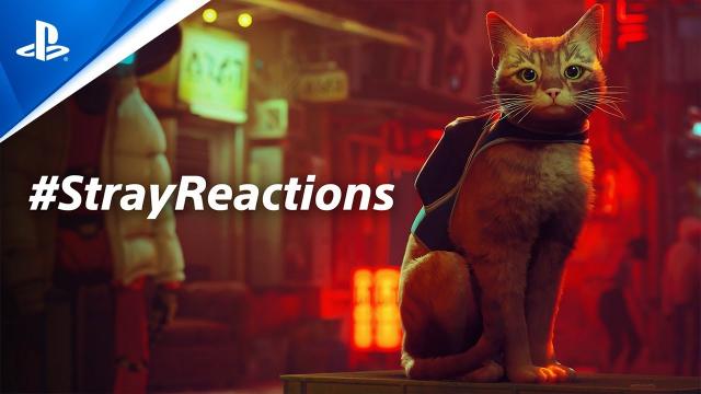 Stray Reactions | PS5 & PS4 Games