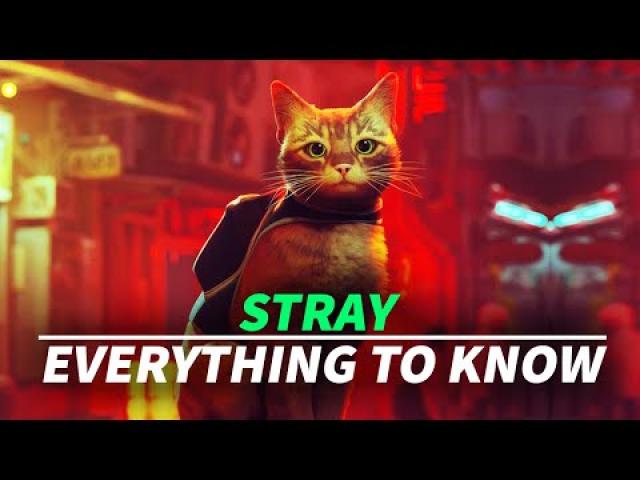 Everything to Know About Stray