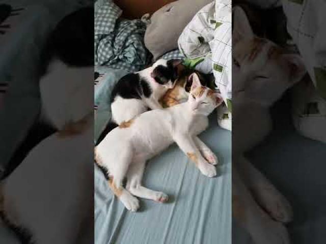 Kitten - Big sister taking care of little brother